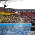 Mua vé show cá heo Đà Nẵng ưu đãi