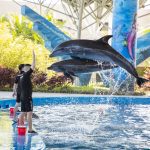 Show diễn cá heo Thiên đường Cổ Cò